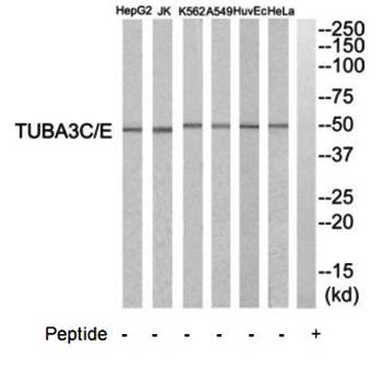 TUBA3C/E antibody