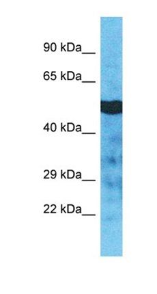 TUBA3D antibody