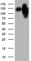 TUBA8 Antibody