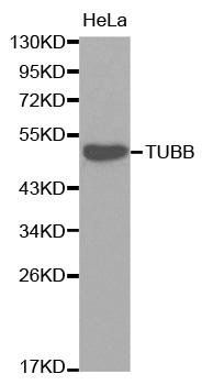 TUBB antibody