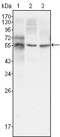 TUBB3 Antibody