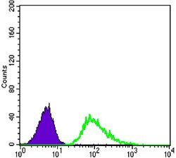 TUBB3 Antibody