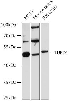 TUBD1 antibody
