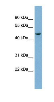 TUBE1 antibody