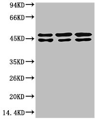 TUBE1 antibody