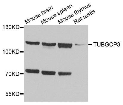 TUBGCP3 antibody