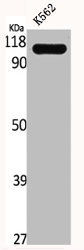 TUBGCP3 Antibody