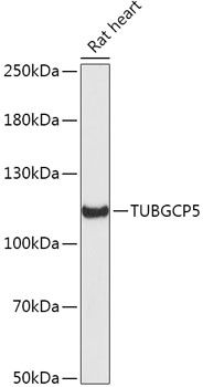 TUBGCP5 antibody