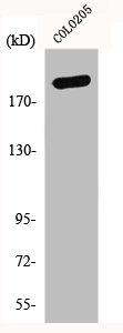 TUBGCP6 Antibody