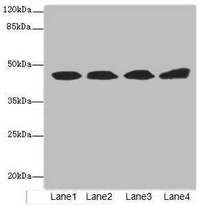 Tubulin-specific chaperone cofactor E-like antibody