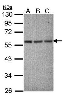 Tubulin alpha 1A antibody