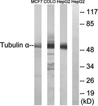 Tubulin α Antibody