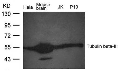 Tubulin beta-III Antibody