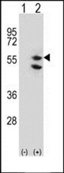 TUFM antibody