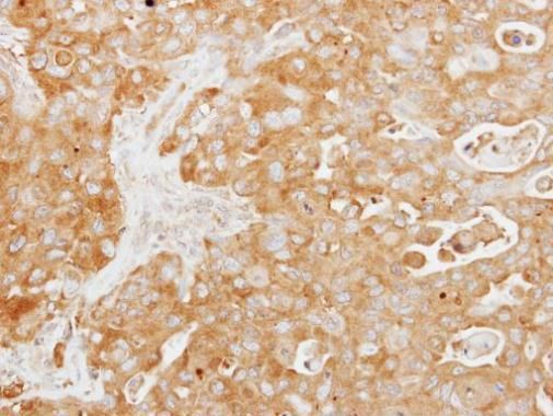 Tuftelin 1 Rabbit Polyclonal Antibody