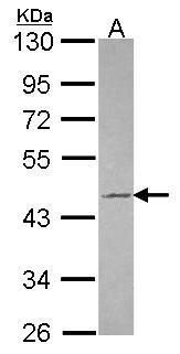 Tuftelin 1 Rabbit Polyclonal Antibody
