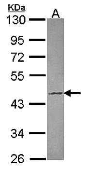 Tuftelin 1 antibody