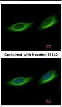 TULP1 antibody [C1C3]