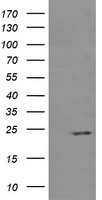TULP3 Antibody
