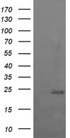 TULP3 Antibody