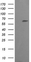 TULP3 Antibody