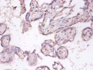 Tumor necrosis factor ligand superfamily member 9 antibody