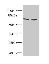 Tumor necrosis factor R superfamily member 11A antibody