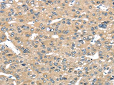 TUSC2 Antibody