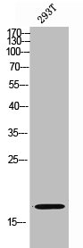 TUSC2 antibody