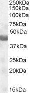 Goat anti-TUSC4 / NPRL2 (aa 140 to 151) Antibody