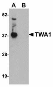 TWA1 Antibody