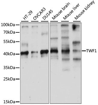 TWF1 antibody