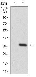TWF1 Antibody