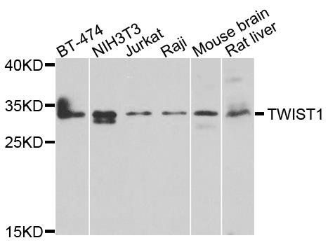 TWIST1 antibody