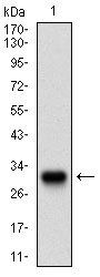 TWIST1 Antibody