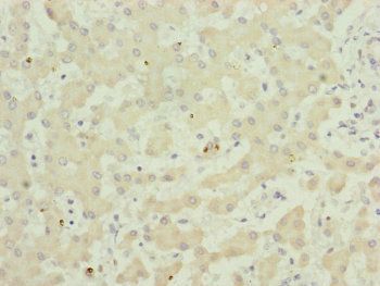 TWIST2 Antibody