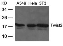 TWIST2 antibody
