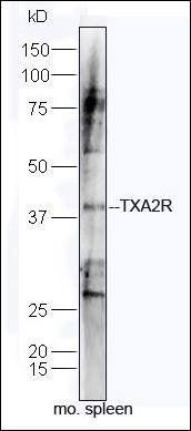 TXA2R antibody