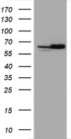 TXNDC (TMX1) antibody