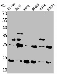 TXNDC17 antibody