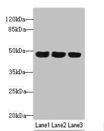 TXNDC5 antibody