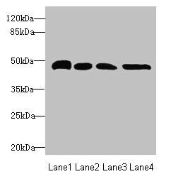 TXNDC5 antibody