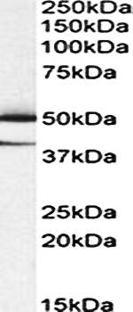 Goat anti-TXNDC5 (aa269-282) Antibody