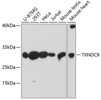TXNDC9 antibody