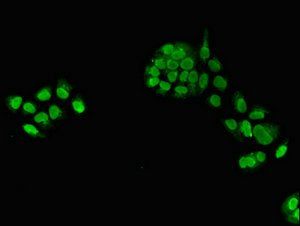 TXNL4A Antibody