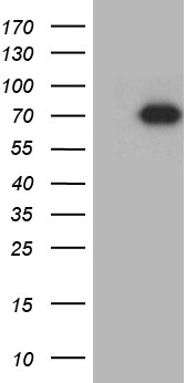TXNRD1 antibody