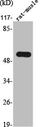 TXNRD2 antibody