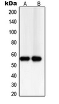 TXNRD2 antibody