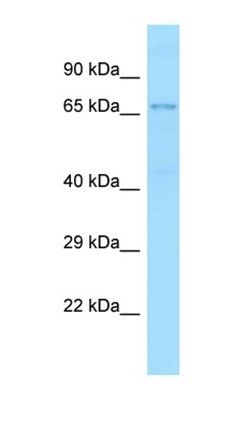 TXNRD3 antibody