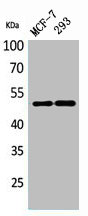 TYMP Antibody